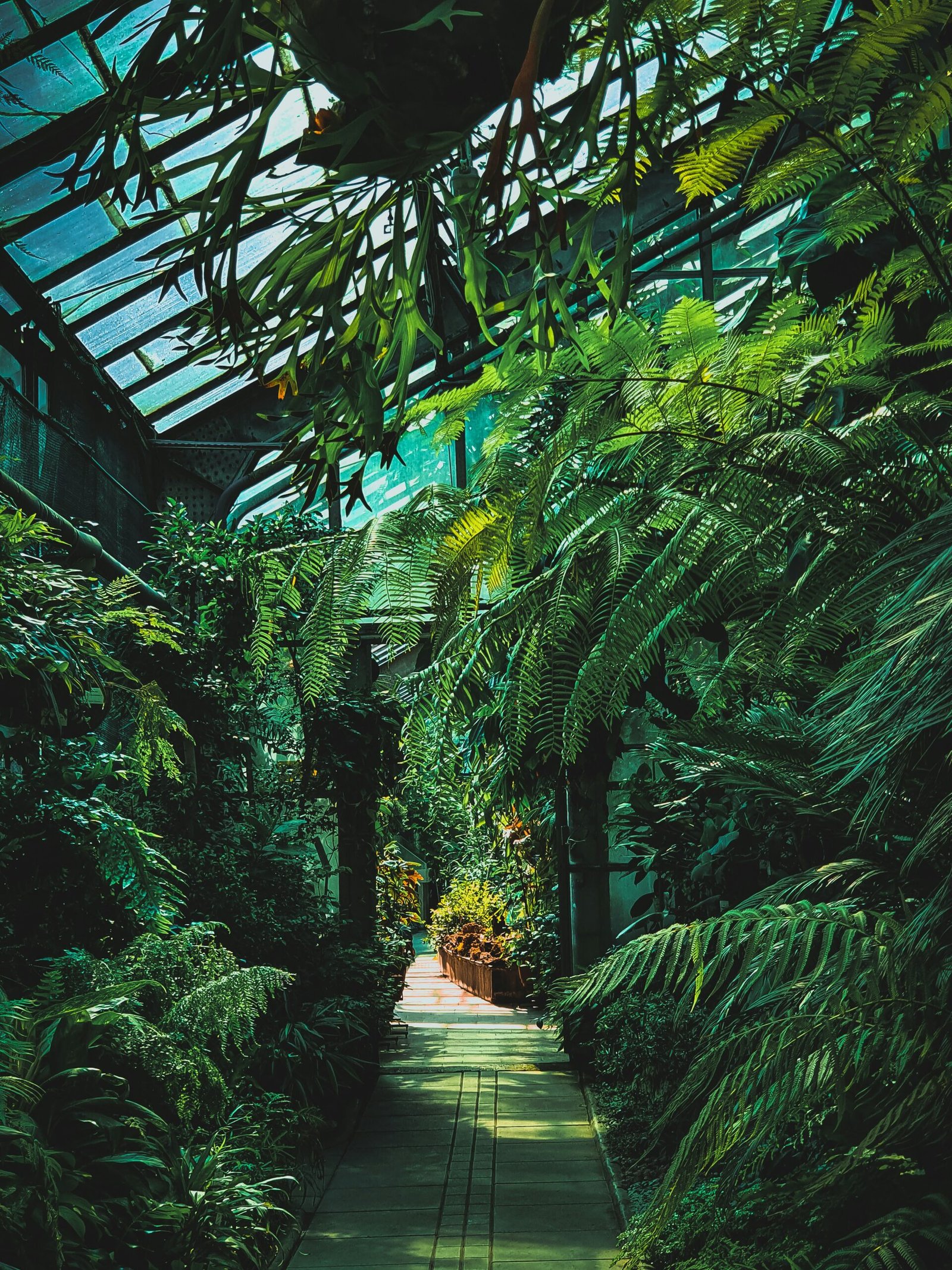 green banana trees and plants